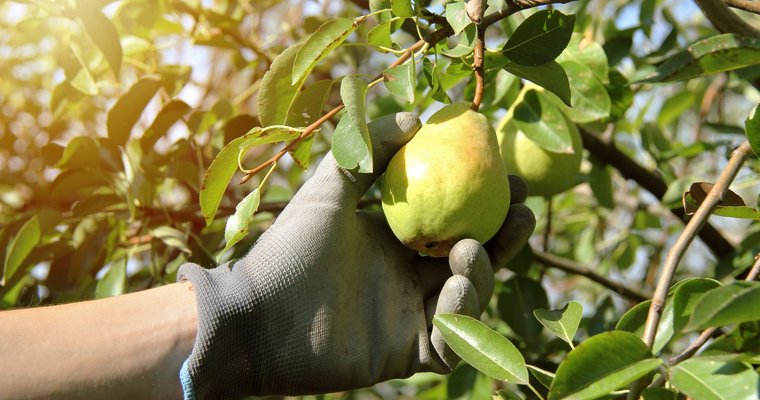 Leading is like knowing when to eat a pear