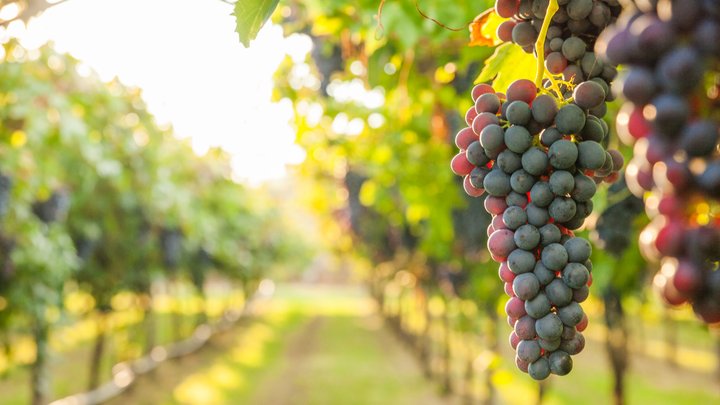 Winery installs art vending machine to enhance visitor experience