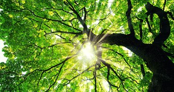 Rooted in purpose: How your life tells God's story