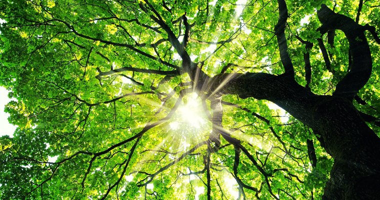 Rooted in purpose: How your life tells God's story