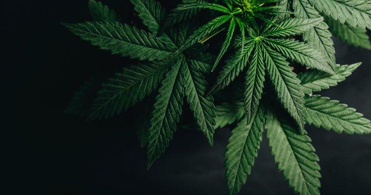 Canada-based cannabis company launches rewards program