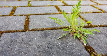 Planting truths and uprooting lies
