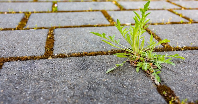 Planting truths and uprooting lies
