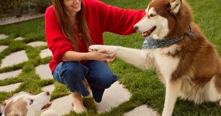 PetSmart's 'Anything for Dogs Month' offering 5X rewards