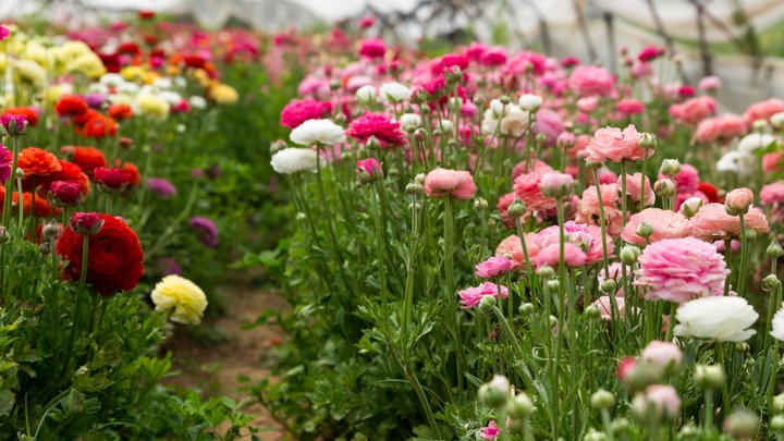 Texas town hosts flower vending machine