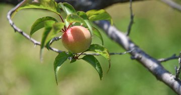 Inspecting earthly fruit without judging eternal destinies