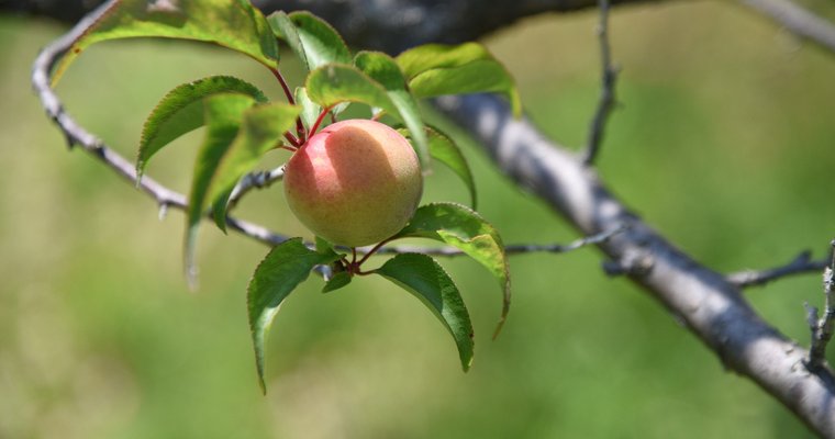 Inspecting earthly fruit without judging eternal destinies