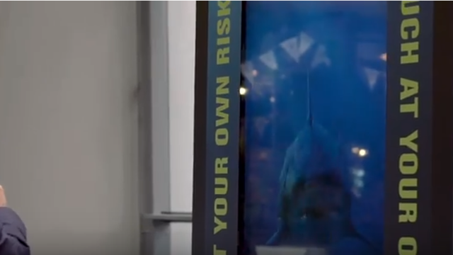 Sharks attack interactive digital signage