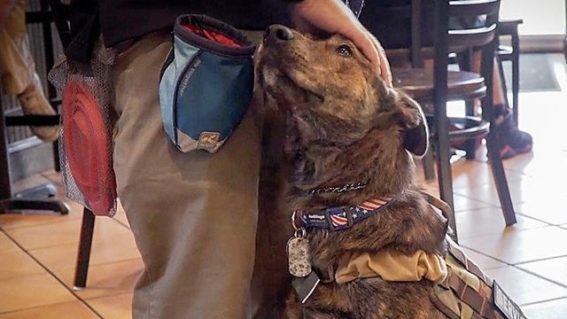 Do your QSR employees know laws on customers with service animals?