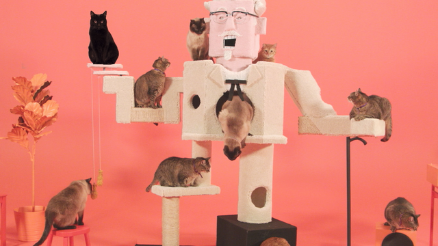 KFC taps cats to hawk chicken today