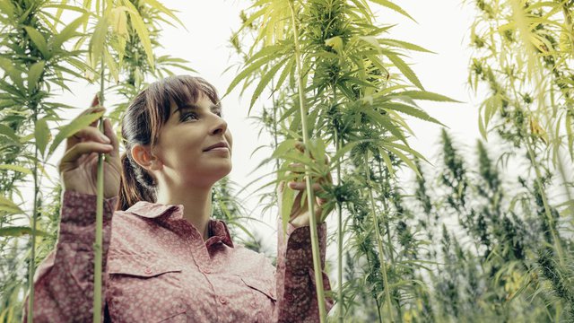 Cannabis quelling 'the munchies' fast casual style