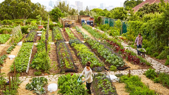 Farm-themed neighborhood taking root in South Florida