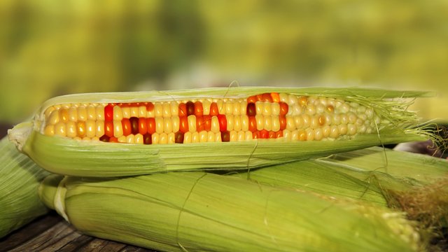 US House blocks mandatory GMO labeling