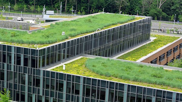 Coast Guard headquarters covered by a sea of green
