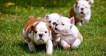 PupBox offers 85% discount on 1st plan box