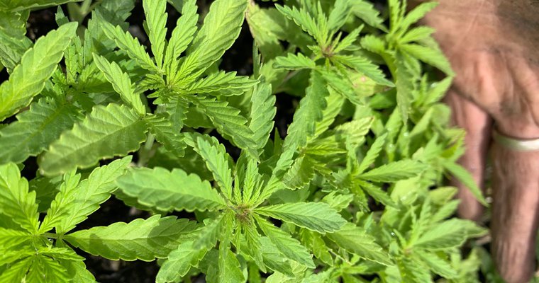 Chicago pizzeria to feature hemp leaf pies - Vimarsana News