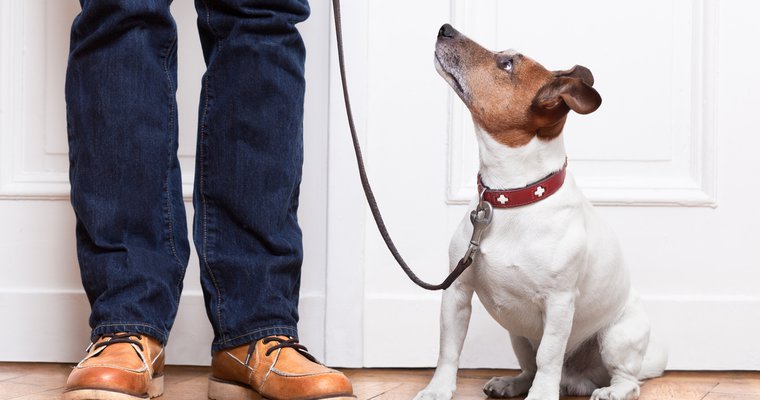 5 leadership lessons I learned from my dogs