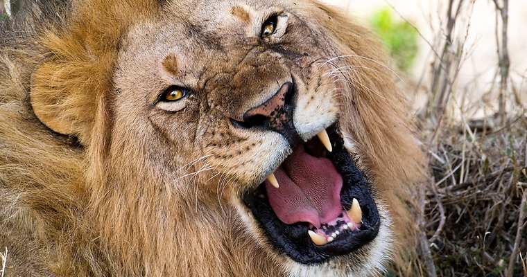 March 'roars' in for pizza brands, just not in a friendly way - Vimarsana News