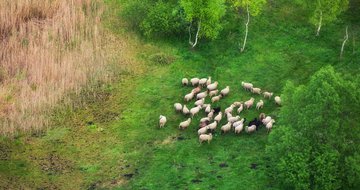 Shepherding with purity and skill