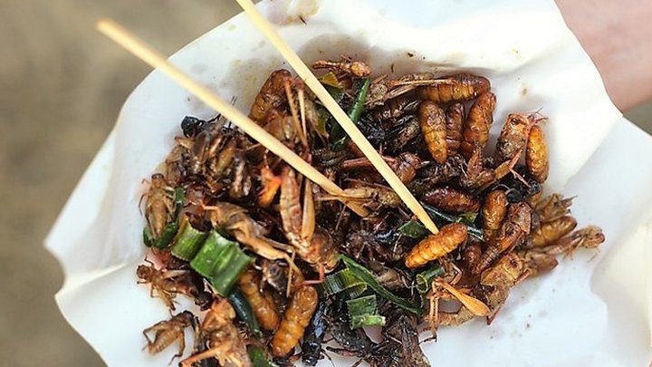 Japanese vending machines offer edible insects | Vending Times