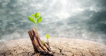 Reflections on revival