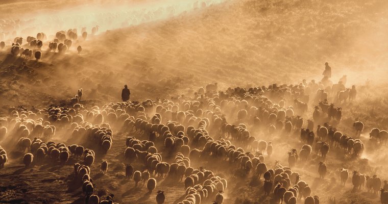 8 qualities of shepherd-leaders