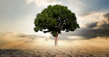 How to thrive when facing adversity