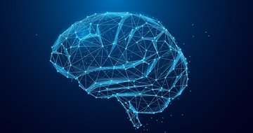 How a leader’s brain works to organize and operate