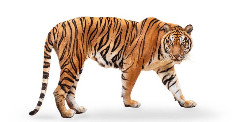 Cedar Fair, Reflect to tackle beast of digital signage content during webinar - Vimarsana News
