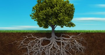 Good fruit starts at the root