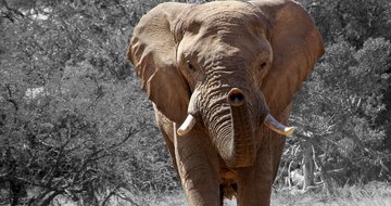 4 elephants that can hurt your church