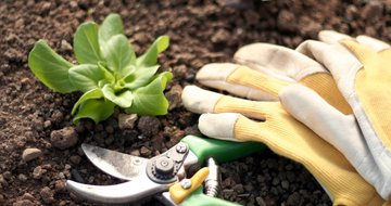 Understanding Jesus' work as the gardener
