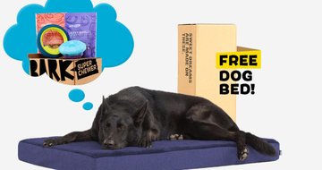 Bark offers free dog bed with 1st box order