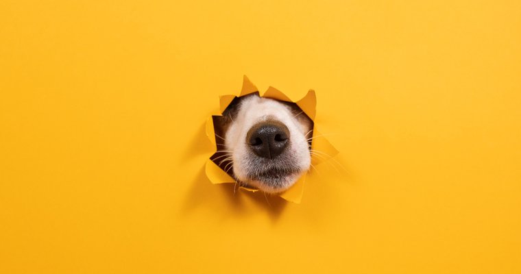 Petco offers ‘snoop’ of a discount