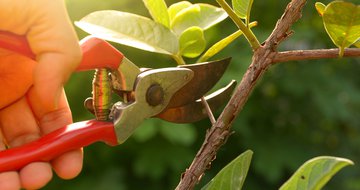 How to know when it's time to prune or finish