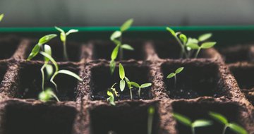 The leader as gardener