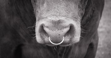 When you’re in the ring with a bull