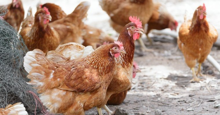 Japanese fast casual commits to cage-free eggs - Vimarsana News